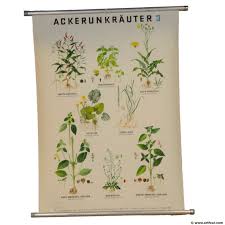 Vintage Poster Botanical Pull Down School Wall Chart Field