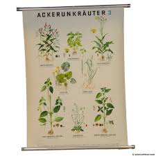 vintage poster botanical pull down school wall chart field