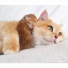 From Vincent Vinnie Privet Menya Zovut Vinya Ya Rodilsya 4 08 2016 I Sovsem Eshyo Malenkij Ya Lyublyu I Svoyu Mamu Cutepetclub Sourc Cute Cats Cats Beautiful Cats