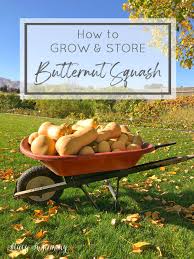 Cut butternut squash also can be frozen. Growing And Storing Butternut Squash Stacy Risenmay