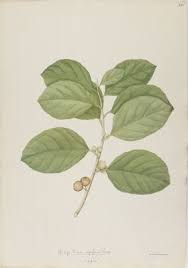 Image result for Ficus exasperata