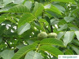 Common Walnut Juglans Regia