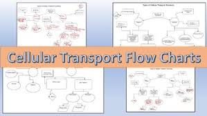 cellular transport differentiated flow charts