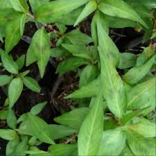 Tanaman herbal ini memiliki banyak manfaat apabila di konsumsi secara benar. Daun Kesum Anak Pokok Daun Laksa Asam Pedas Pelbagai Masakan Sg Dll Polygonum Minus Keluarga Polygonaceae Shopee Malaysia