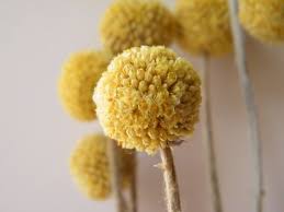 We did not find results for: Billy Buttons Dry Flowers Craspedia 10 Stems Daisyshop