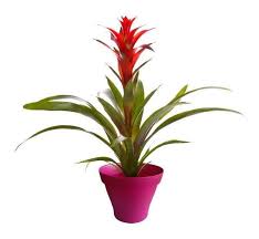 19 Plantes D Interieur Qui N Ont Pas Besoin De Lumiere Du Soleil Plante Interieur Plante Ficus Pumila