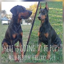 View Ad Doberman Pinscher Puppy For Sale Near Florida De Leon Springs Usa Adn 65061
