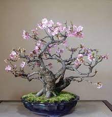 Kwanzan Cherry Live Tree Seedling 7 To 13 Inches Etsy In 2021 Cherry Blossom Bonsai Tree Bonsai Tree Care Bonsai Tree