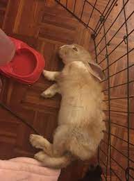When Youre Having Sleep Paralysis And Theres A Demon At The Foot Of Your Bed Are You Looking For Rabbit Care Tricks And Advice T Bunny Care Rabbit Care Rabbit