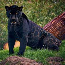 Over the last couple of months, we've filmed some epic content with your favourite black leopards, duke. Black Leopard Natureisfuckinglit