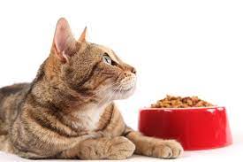 10 best cat dry food in 2020 ch love pets korm dlya domashnih zhivotnyh koshki zoomagazin