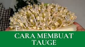 Cara membuat tauge sendiri dengan menggunakan botol bekas, hallo sahabat, kali ini saya share tentang cara membuat tauge. Cara Membuat Tauge Gemuk How To Make Green Bean Sprouts Tauge Youtube