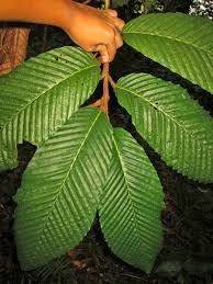 Image result for Dipterocarpaceae