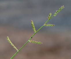Image result for Echinochloa pyramidalis