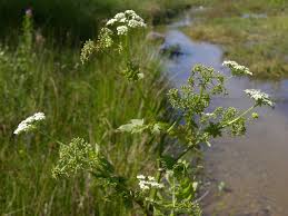 Image result for Berula erecta