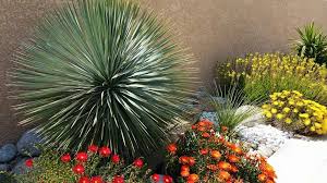 Jardin Exotique Panosundaki Pin