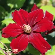 Image result for Clematis dolichopoda