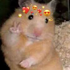 Aesthetic kimi no na wa iphone wallpaper gambarku. Foto Pp Hamster Lucu Ini Lagi Viral Di Tiktok Frankenstein45 Com