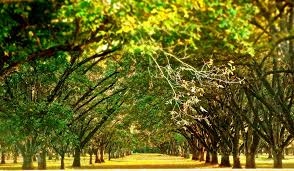 When Do Pecan Trees Start To Make Fruit Home Guides Sf Gate