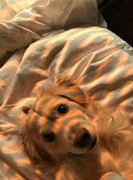 Peach Aesthetic Goldenhour Cutedog Dog Cutepuppy Cute Animals Animals Cute Baby Animals