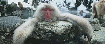 Join wildlife & nature photographer marsel van oosten on a squiver photo trip to japan and come back with great pictures of snowmonkeys and much more amazing japanese wildlife! Hot Springs And Snow Monkeys Four Seasons In Hell Valley Photos Nippon Com