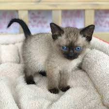 The flame point or red point is a rare coloration that originated in the united kingdom. Siamese Kittens For Sale Elena Siamese Kittens