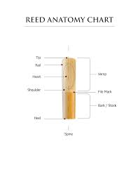 Select Jazz Alto Saxophone Reeds Woodwinds Daddario