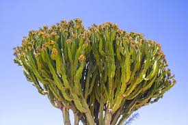 Image result for Lagenaria abyssinica