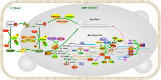Starch grains are used to. Evolutionary Structural And Expression Analysis Of Core Genes Involved In Starch Synthesis Scientific Reports