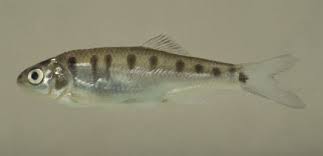 Protein content varied in the range of 28.63% (channa punctatus) to 53.84% (chanda ranga). List Of Bony Fish Species That Are Native In Myanmar