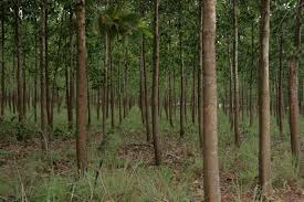 Image result for Acacia mangium