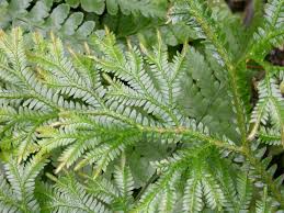 Image result for Selaginella congoensis