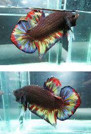 Aqua Naut Betta Fish Tank Pet Fish Betta