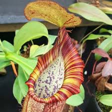 Image result for Nesaea spathulata