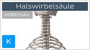 Halswirbelsaule Aufbau Und Funktion Vorschau Kenhub Youtube
