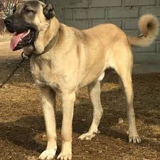 Kangal Malakli Coban Kopekleri Dev Irklar Facebook