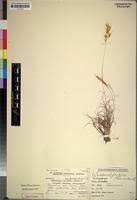 Image result for Loudetia kagerensis