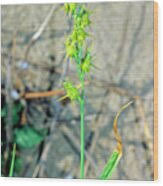 Image result for Cenchrus incertus