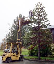 Monkey puzzle trees at our snohomish nursery. Monkey Puzzle Tree Seeds For Sale Birds Of A Feather B B