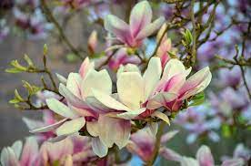 Free Image On Pixabay Magnolia Magnolia Tree Flowers Organic Gardening Magazine Magnolia Trees Organic Gardening
