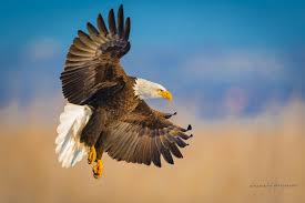 Bird With Wings Spread Out Pin On Beautiful Interesting Pictures