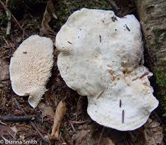 Image result for Hylodesmum repandum