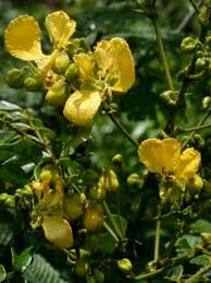 Image result for Senna singueana