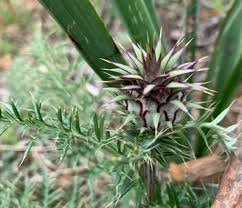 Image result for Macledium humilis