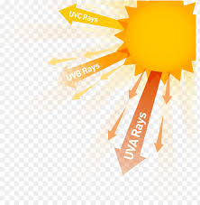 Skin is the largest organ of the body and is made up of various cells in constant motion. Top Five Questions On Skin Cancer Ultraviolet Ray Clipart Png Image With Transparent Background Toppng