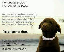 We did not find results for: Dachshund Puppies Rescue Colorado Springs The Y Guide