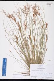 Image result for Fimbristylis