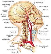 Carotid arteries originate from different arteries but follow symmetric courses. Human Anatomy Structure Of The Human Body Arteries Anatomy Medical Anatomy Anatomy Organs