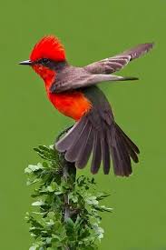 Birds That Start With U In Spanish Pin On Birds Part 31