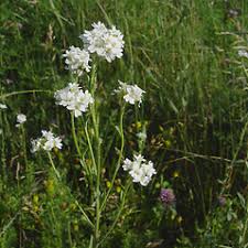 Image result for Bertiera angusiana